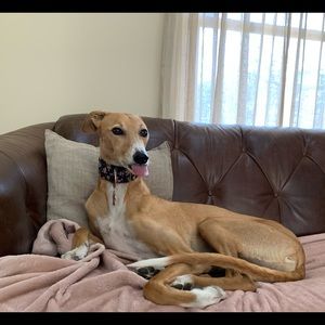 Meet your Posher, Alison